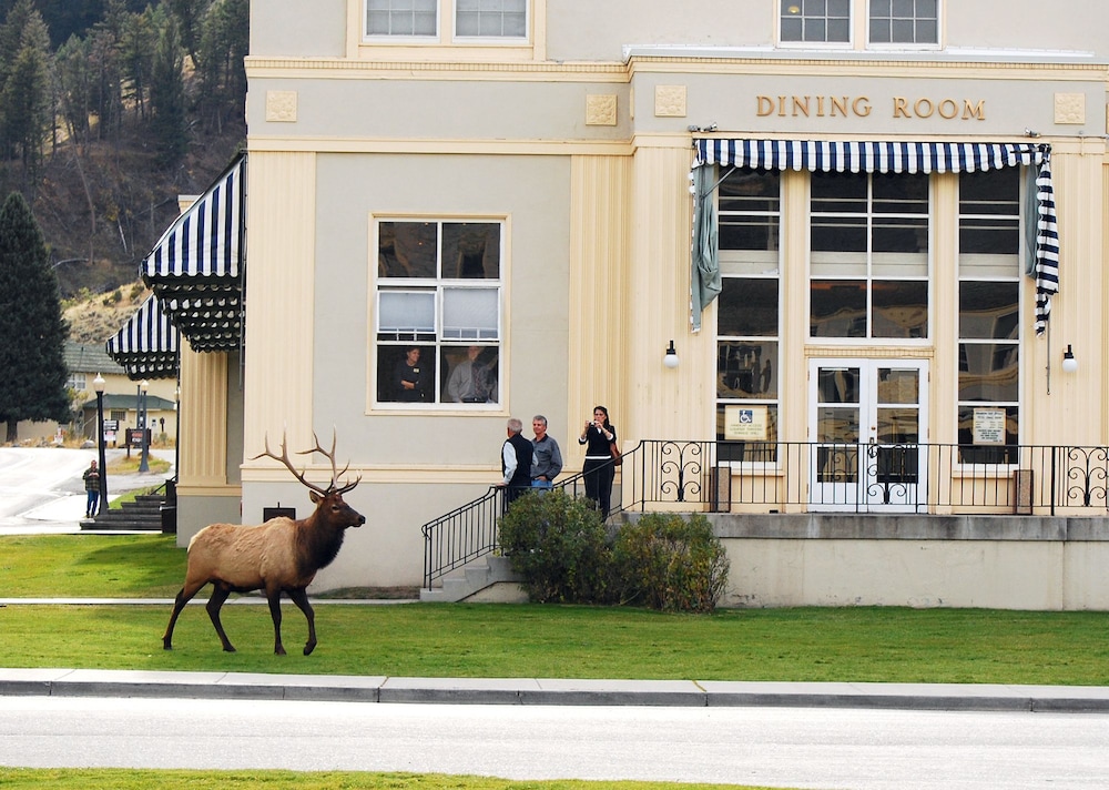Mammoth Hot Springs in YELLOWSTONE - WY