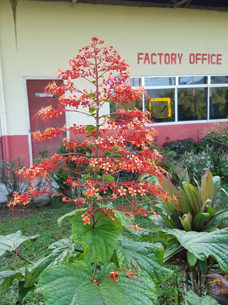 Sabah Tea Garden 64/70