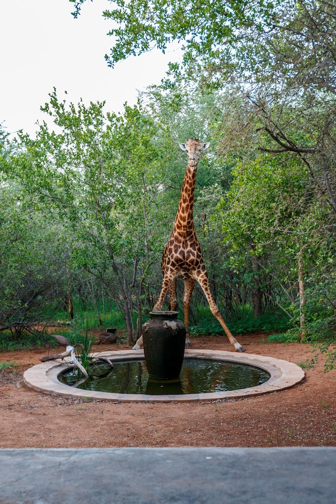 Shikwari Bush Lodge &amp; Pangolin Bush Camp 43/50