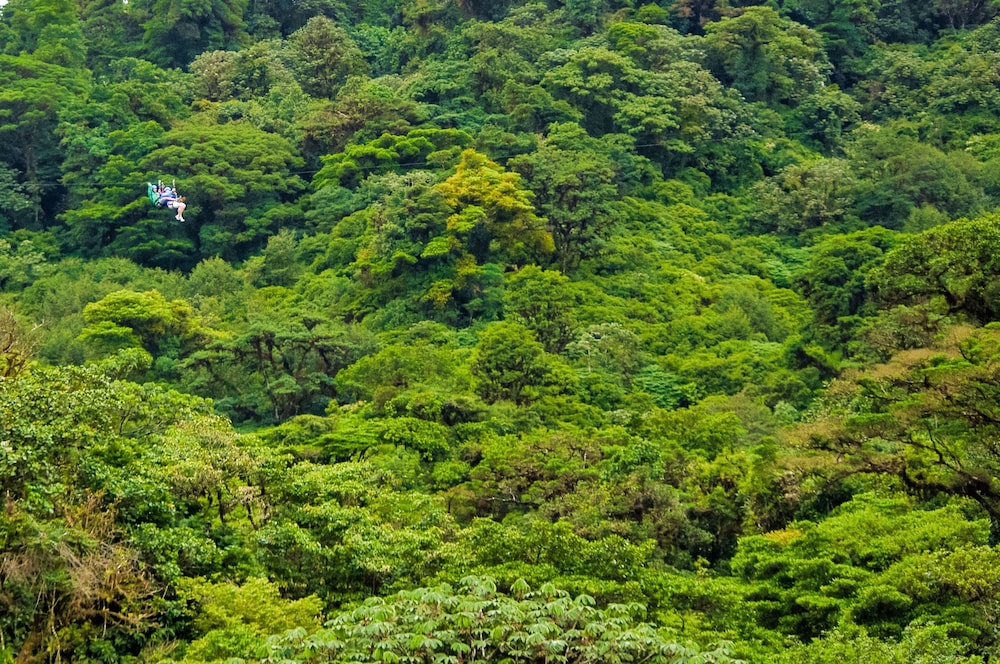 Hotel Ficus Monteverde 29/74