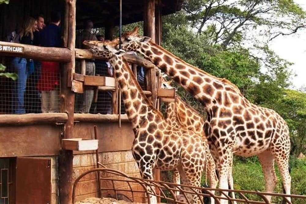 Hotel Troy Nairobi 2/46