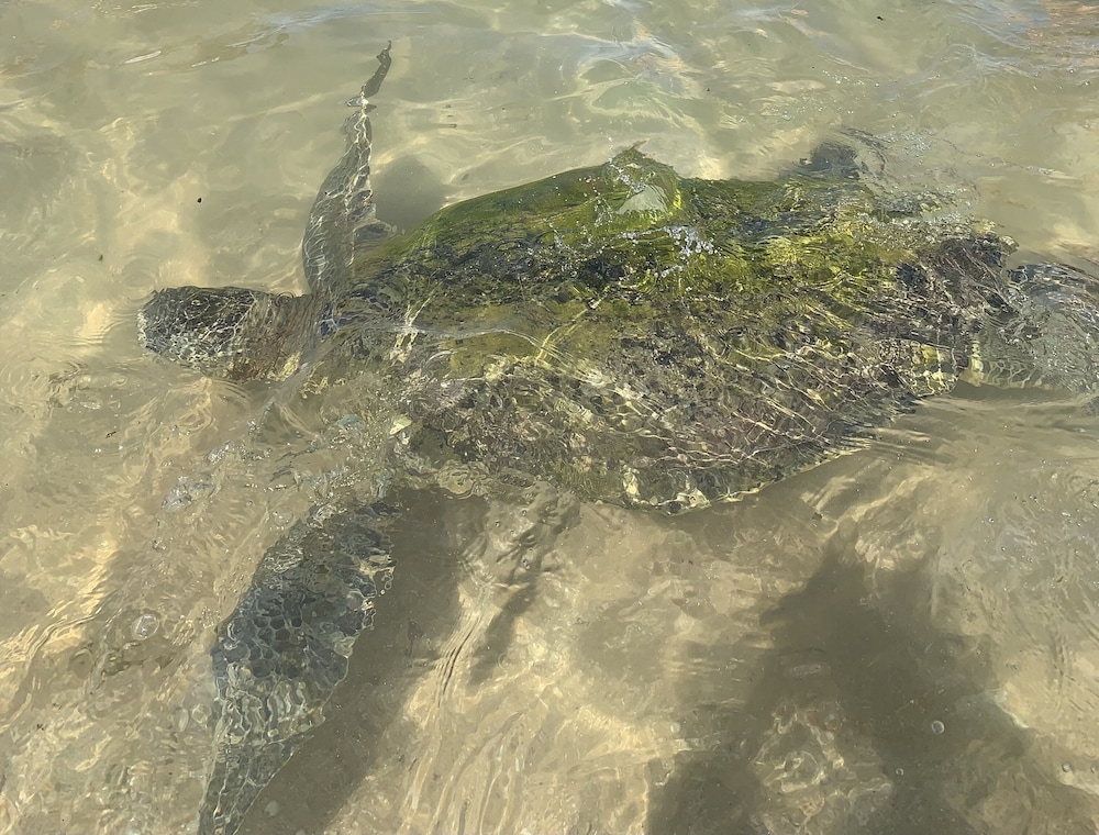 Turtles Rest And Curry Bowl 17/50