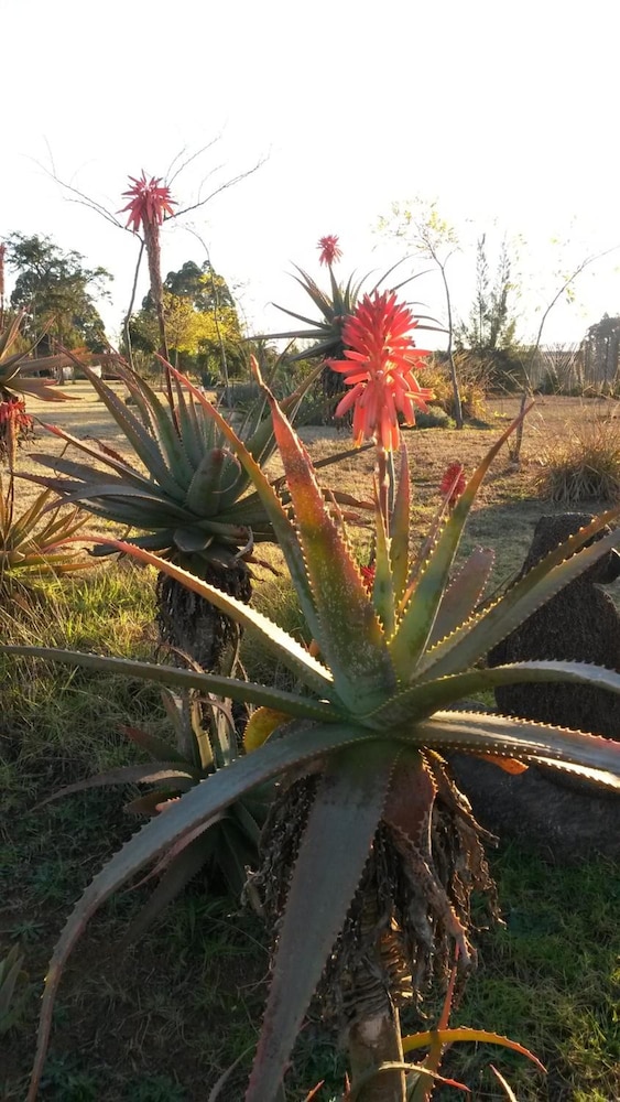 African Flair Country Lodge 21/26