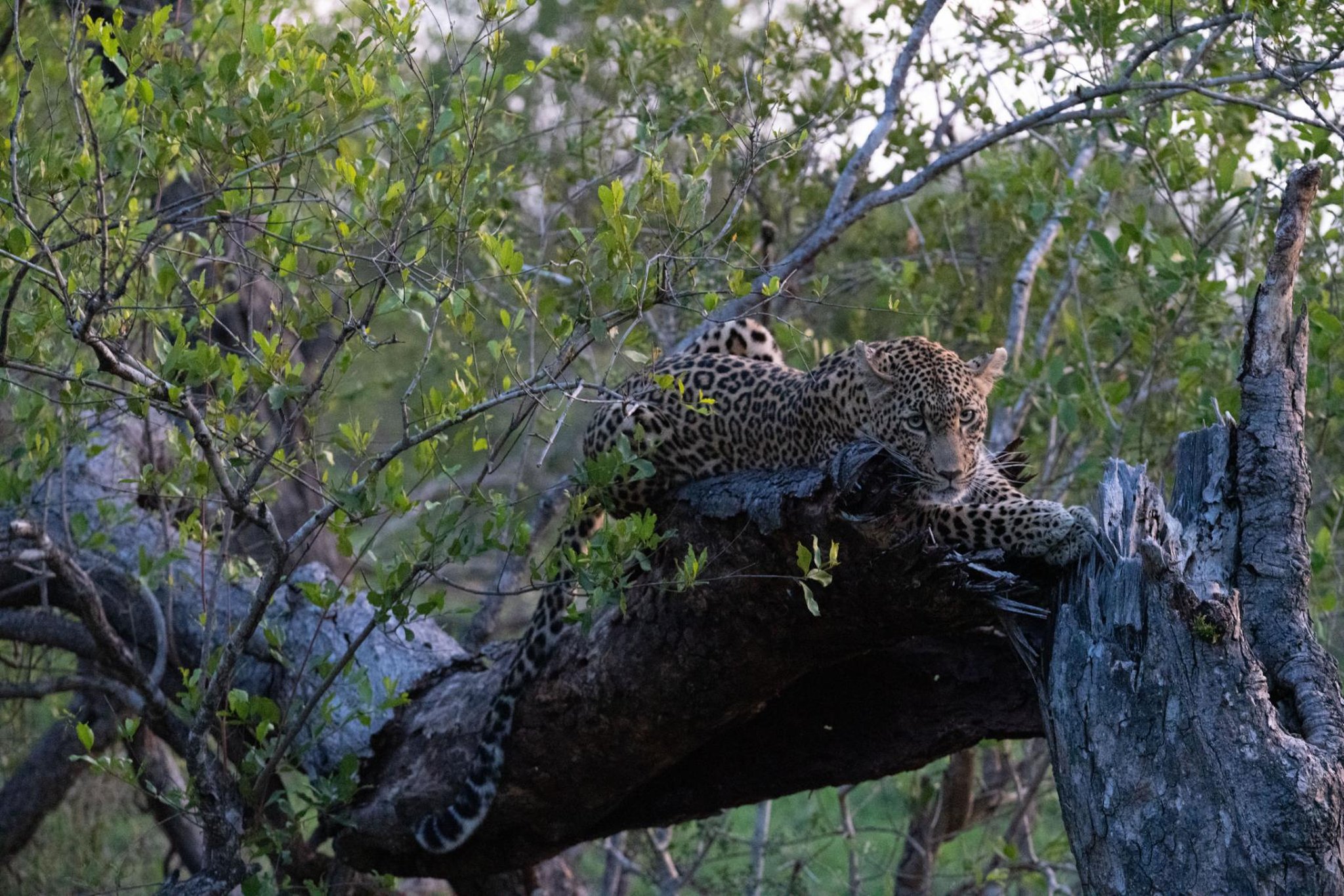 Cheetah Plains Private Game Reserve 89/96