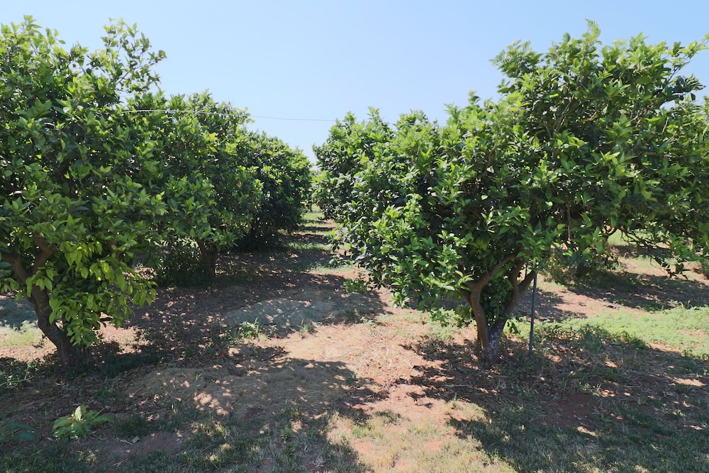 Tenuta Gli Agrumi Del Salento 48/50