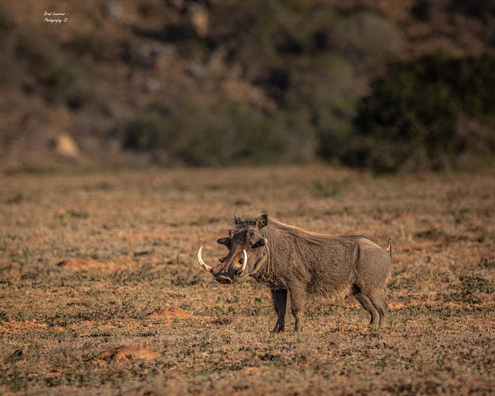 Amakhala Woodbury Tented Camp 24/33
