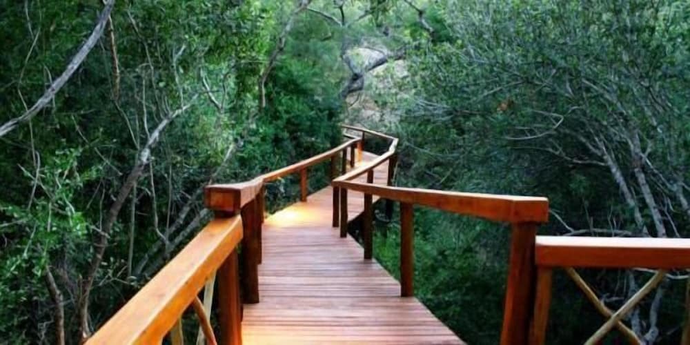 Lion Tree Top Lodge 14/36