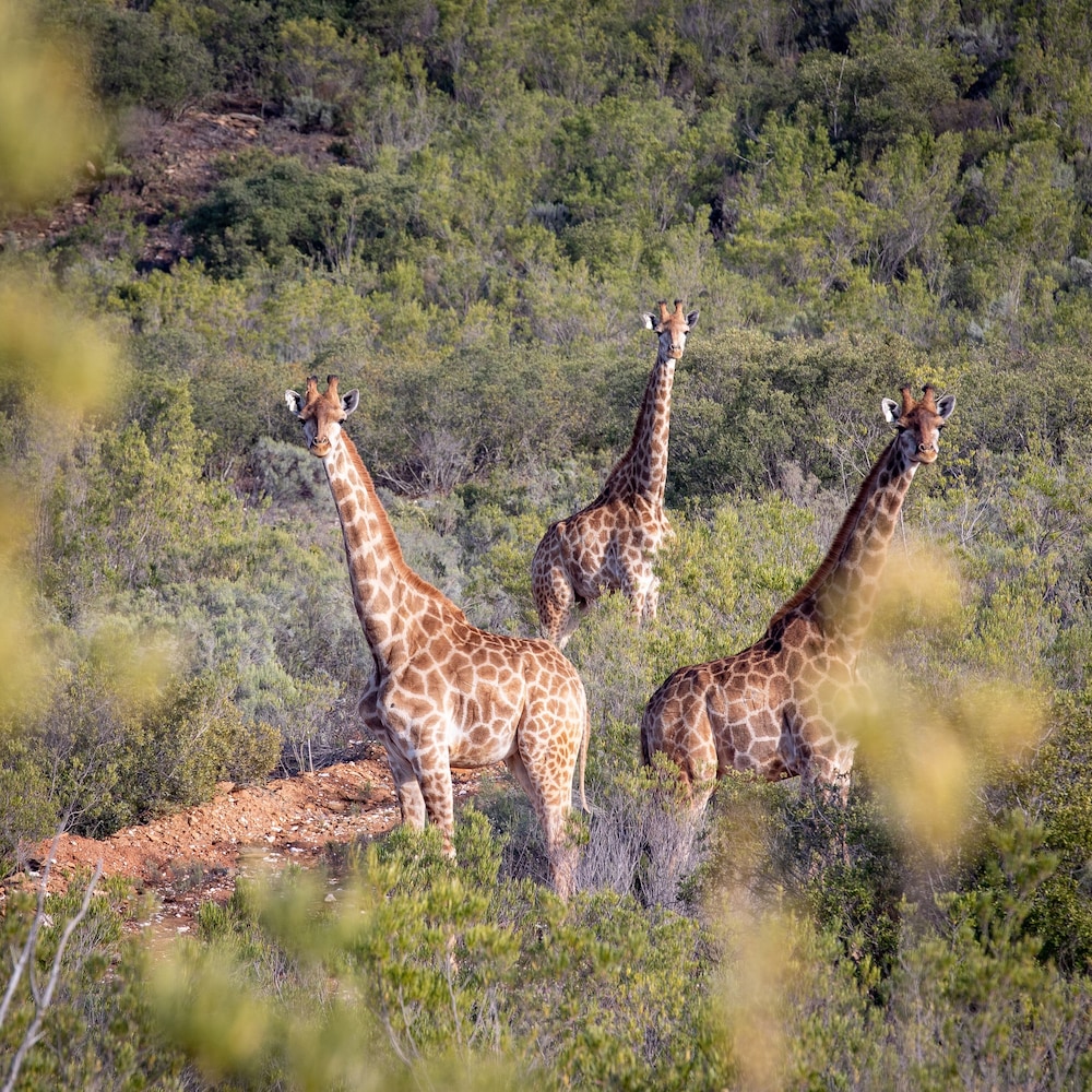 Wildehondekloof Private Game Reserve 33/72