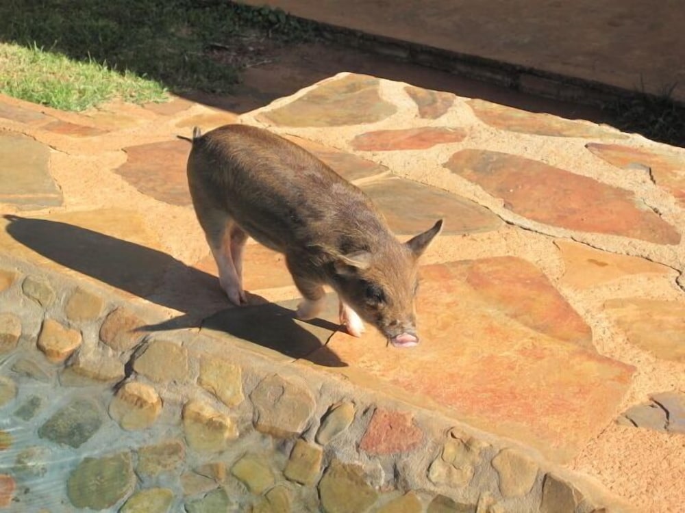 Caracal Lodge 35/36