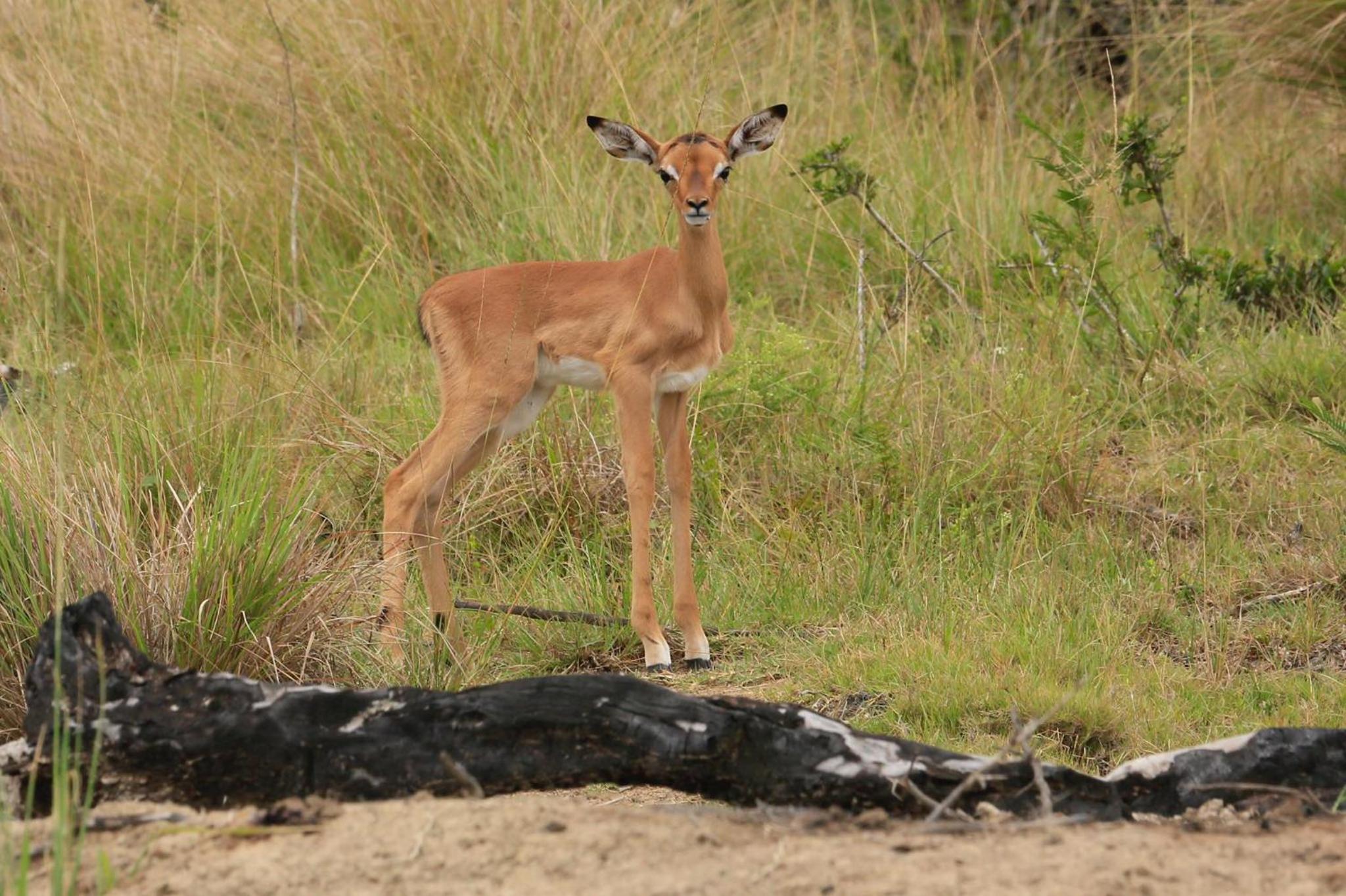 Horseshoe Game Reserve 43/47