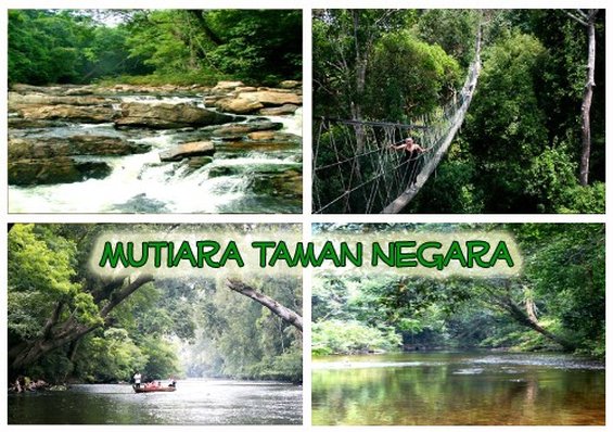 Mutiara Taman Negara Resort 5/5