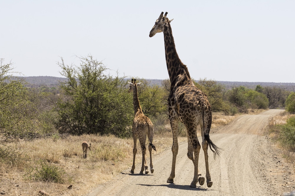 Aha Sefapane Lodges And Safaris 46/50