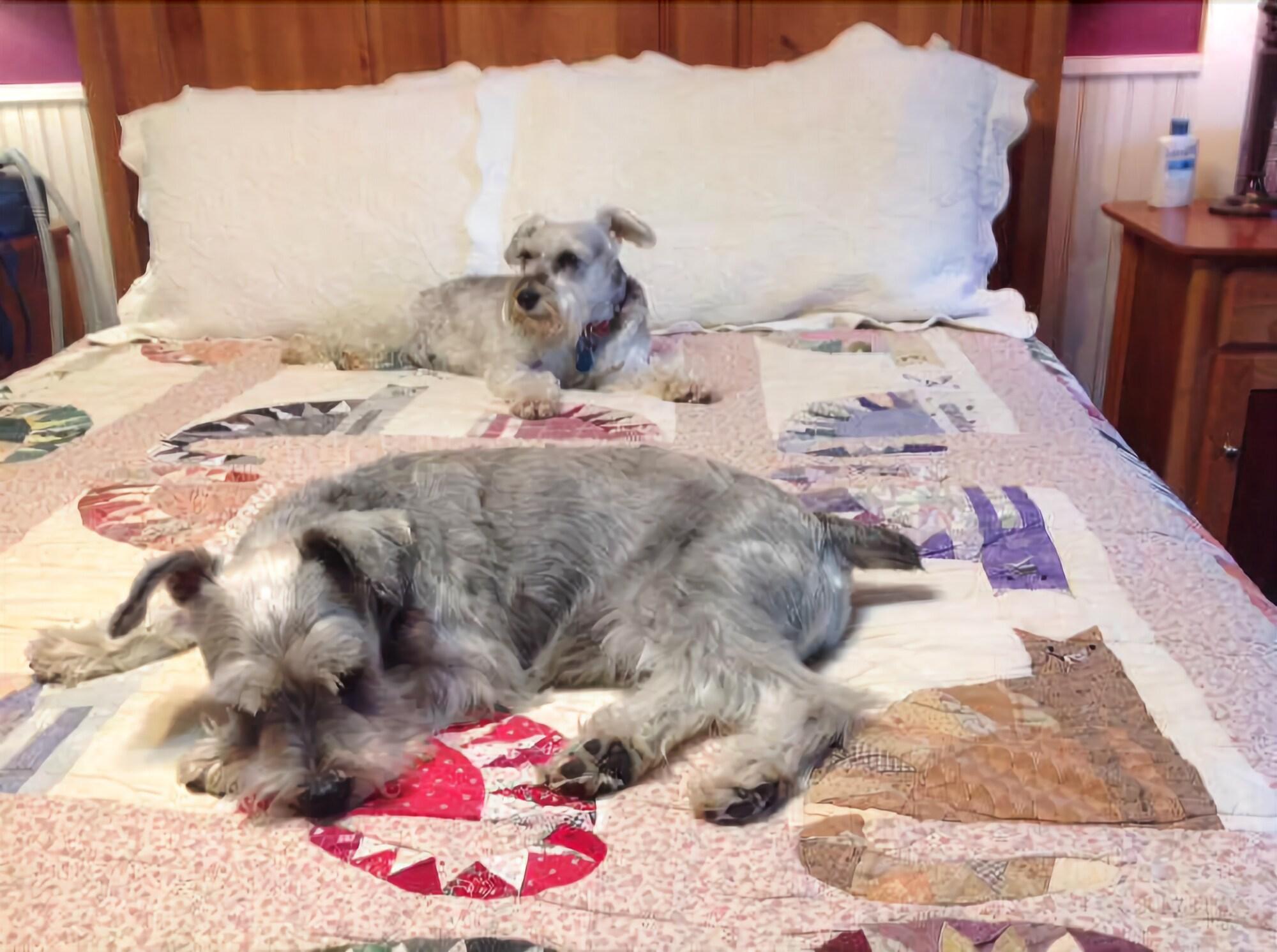 The Feathered Star Bed and Breakfast 10/16