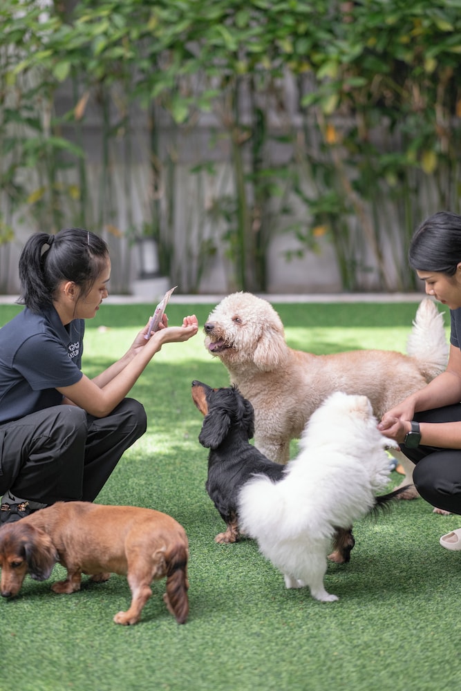 Ketawa Pet Friendly Hotel and Cafe (ex Ketawa Stylish Hotel) 35/43