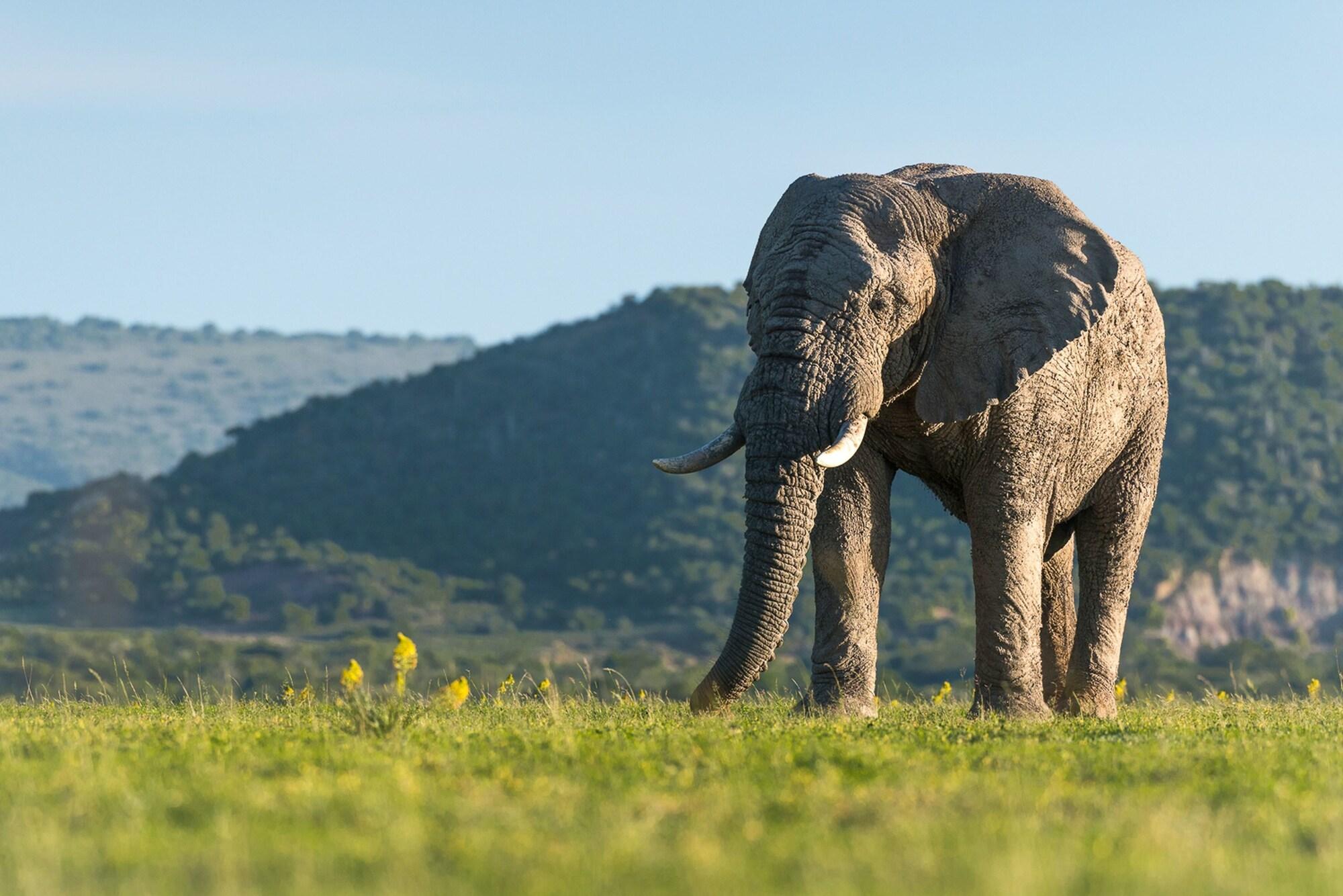 Shamwari Game Reserve - Eagles Crag 41/55
