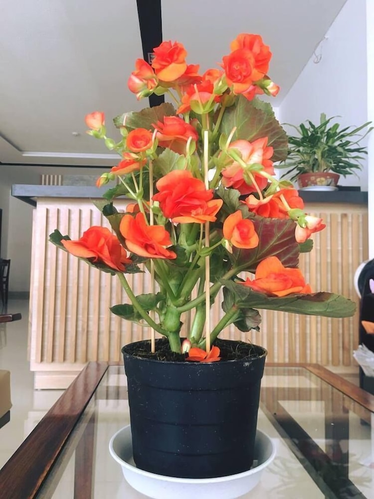 Ivy Hotel Da Lat 11/44