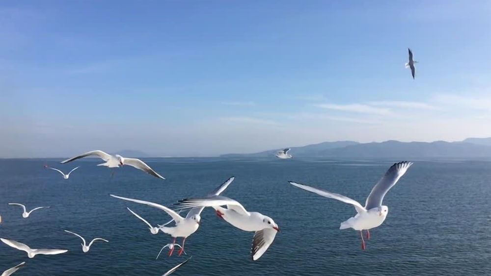 Seagulls Beach & Garden Cabanas. 20/26