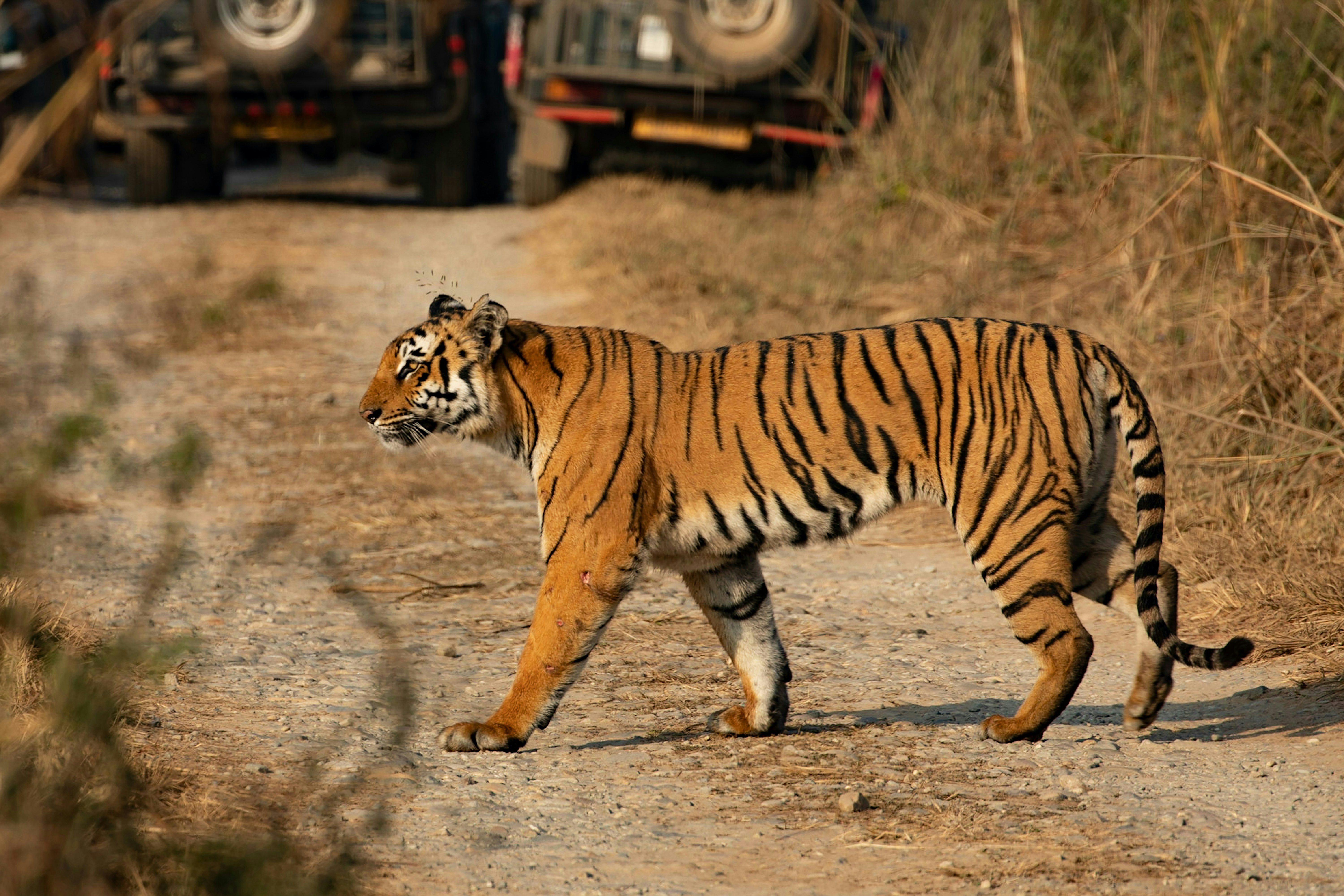 voco Jim Corbett 20/47