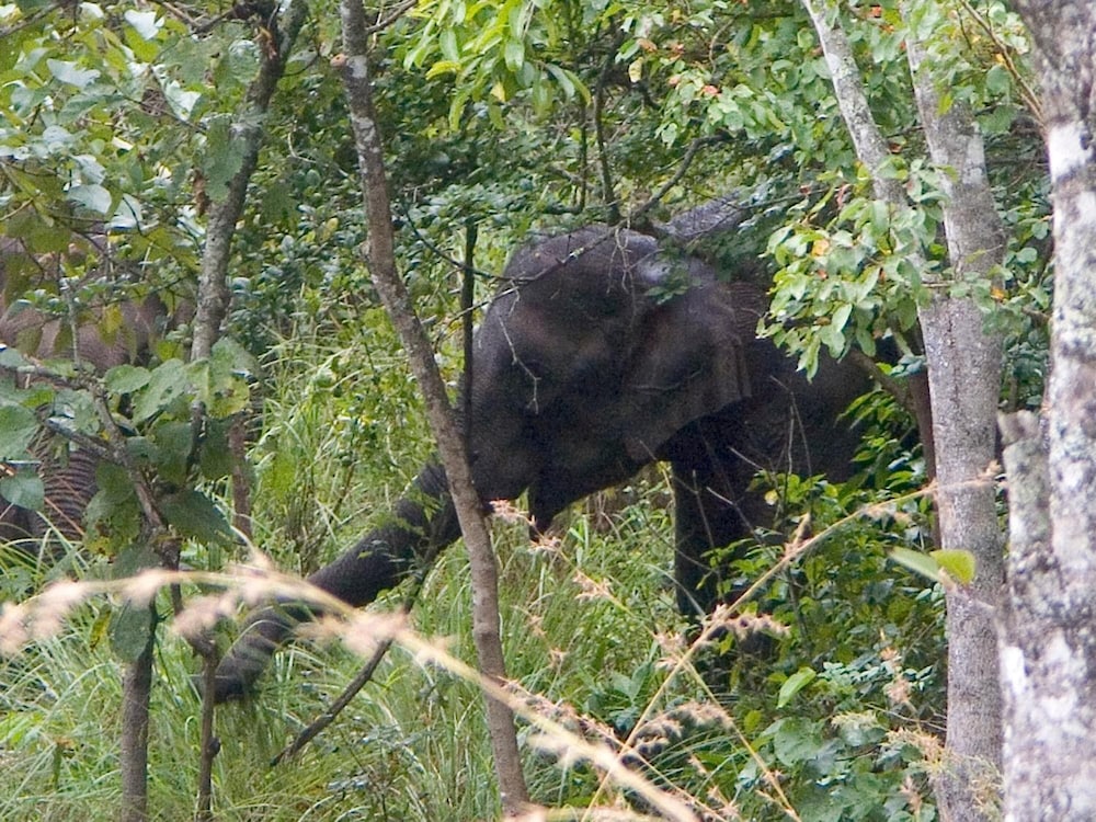 Elephant Valley Eco Farm Hotel 48/54