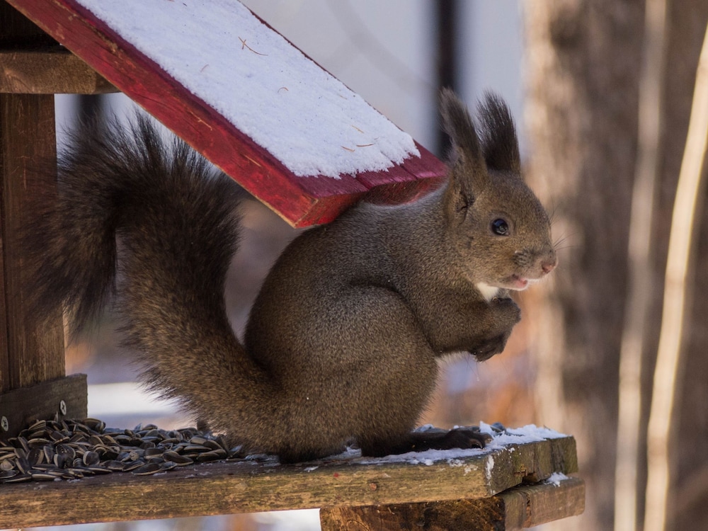 The Squirrel's Guesthouse Canterbury 39/39