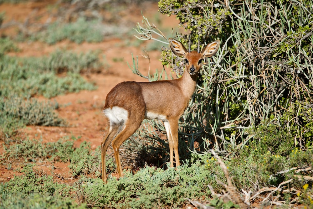 Buffelsdrift Game Lodge 69/73