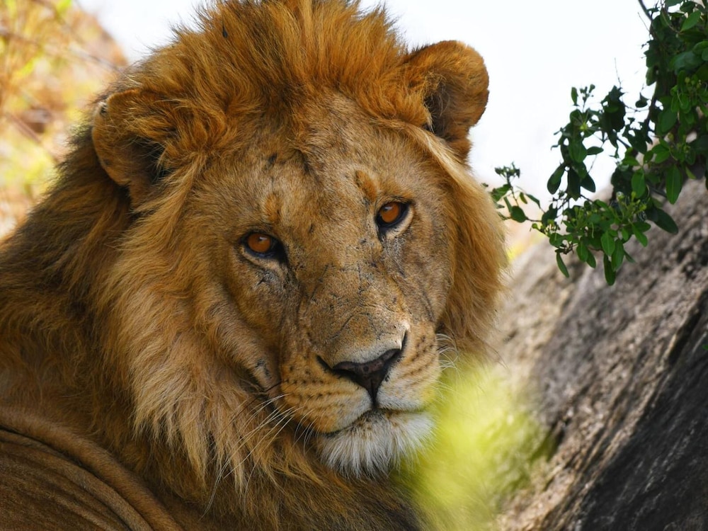 SERENGETI WILDEBEEST CAMP 32/55