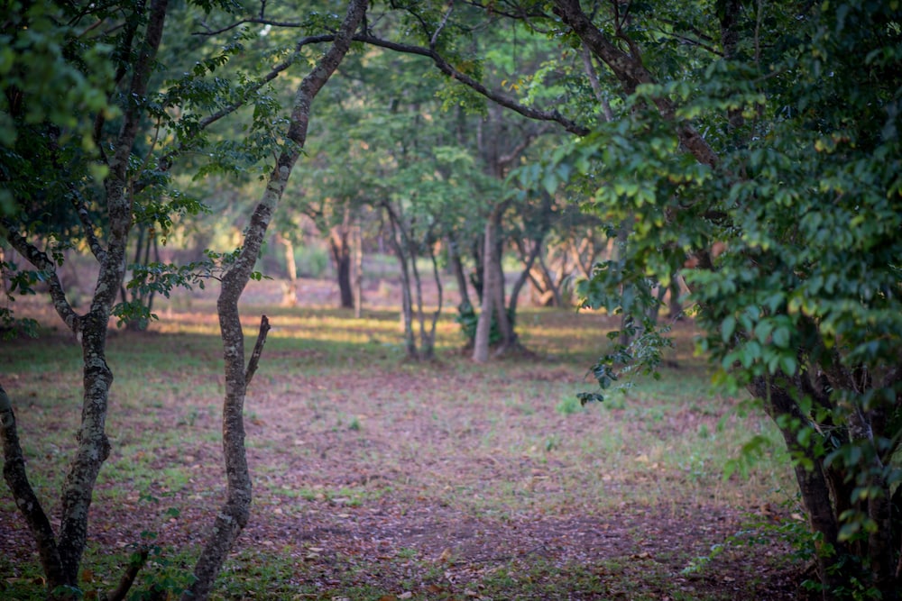 Apsaras Resort Sigiriya 29/45