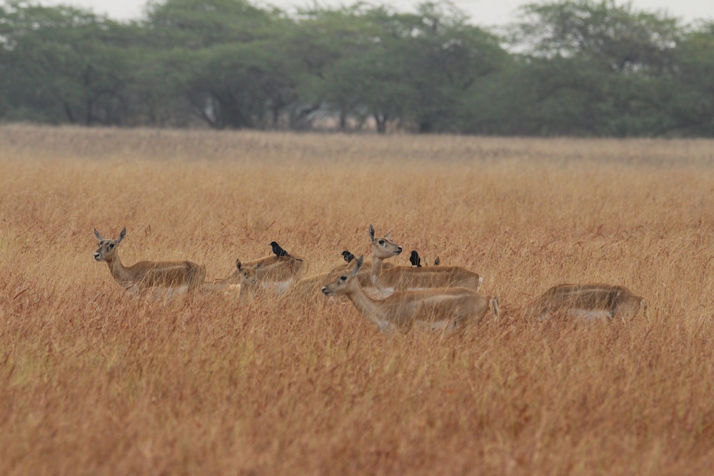 The Blackbuck Trails, VELAVADAR 20/49