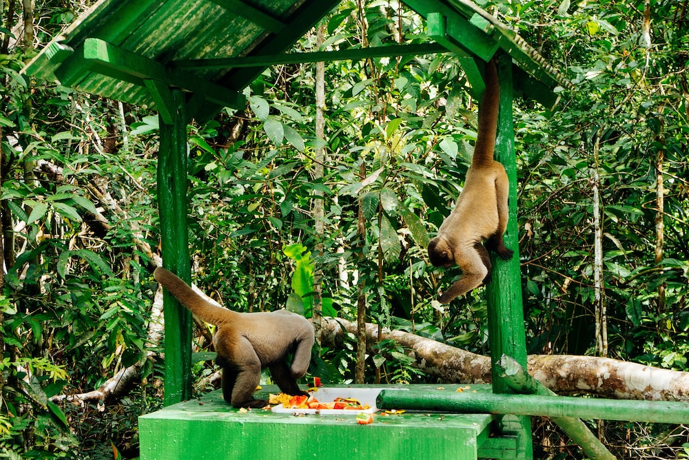 Amazon Ecopark Jungle Lodge 40/50
