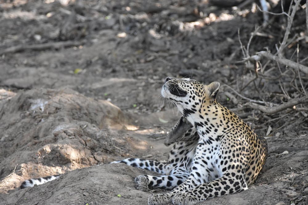 Mahoora Tented Safari Camp - Kumana 17/19