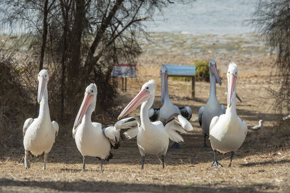Mercure Kangaroo Island Lodge 25/50