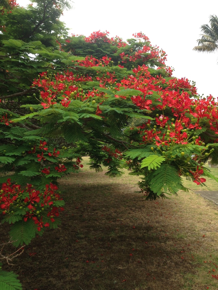 Poinciana Cottages 36/50