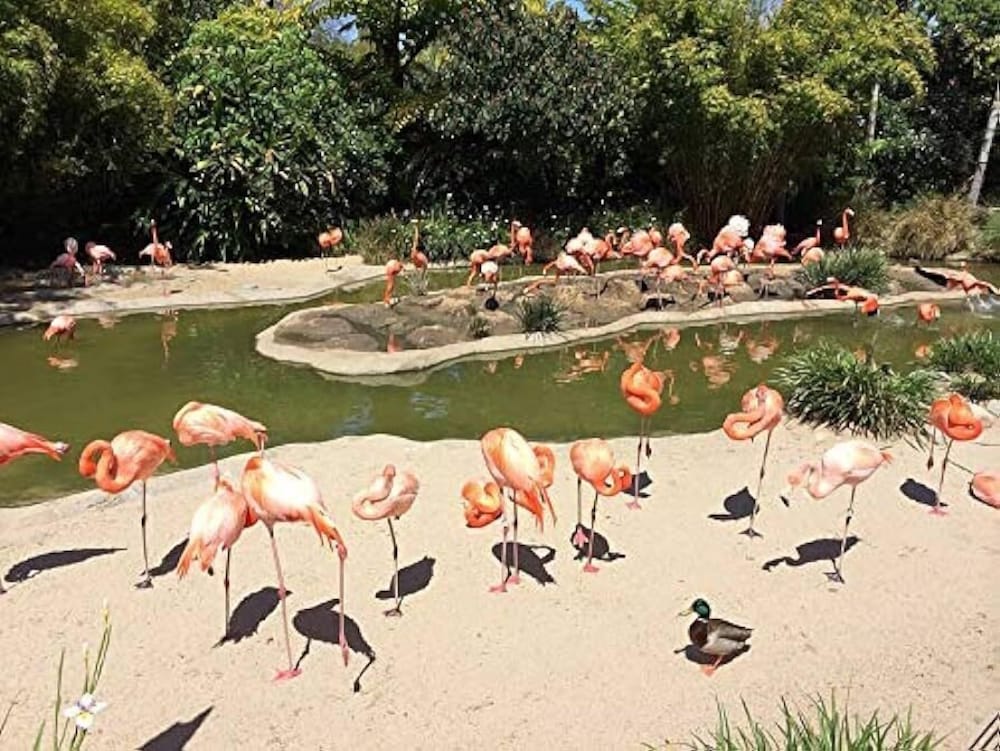 Kings Inn San Diego - Seaworld - Zoo 67/71
