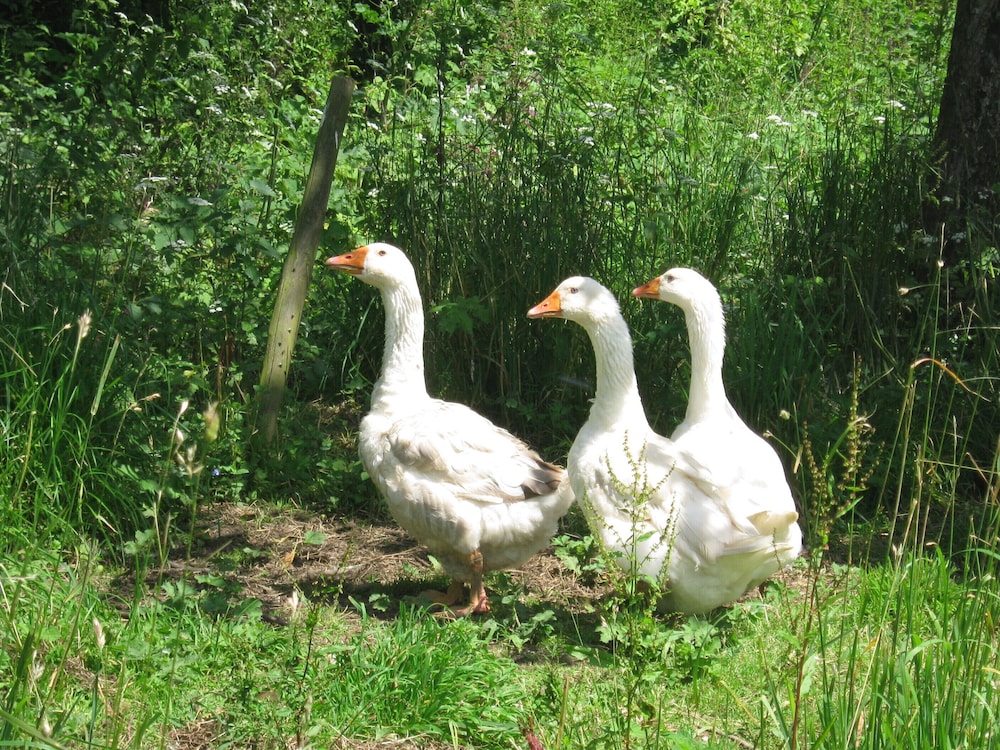 Hollamoor Farm B&B 31/50