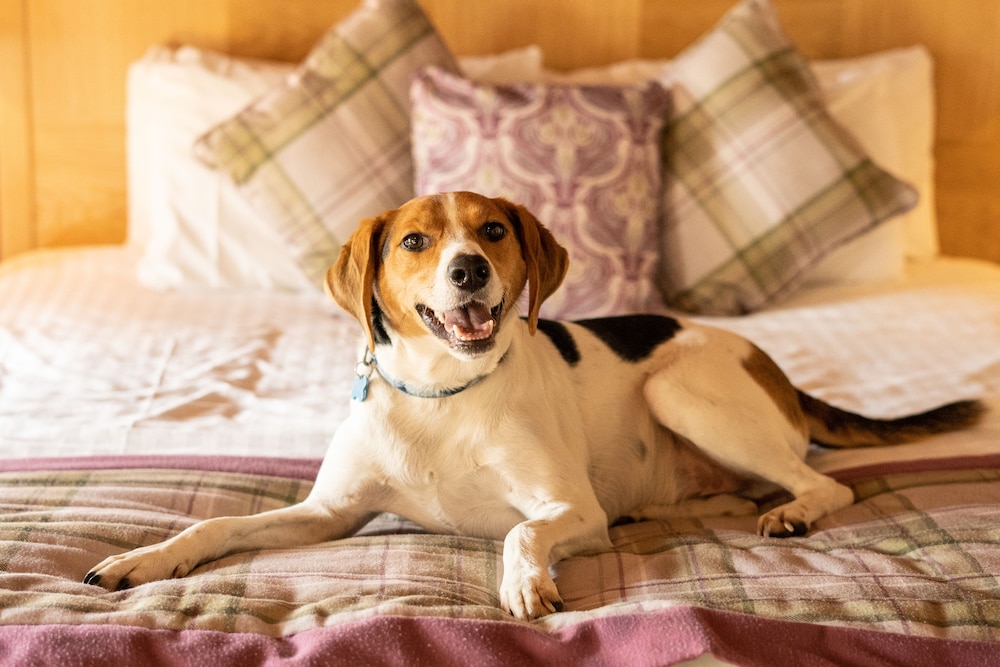 The Kingfisher Pub And Hotel 30/57
