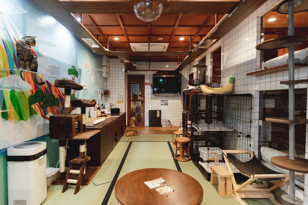 Cat Spa & Cat Ryokan Neco Republic Osaka 30/37
