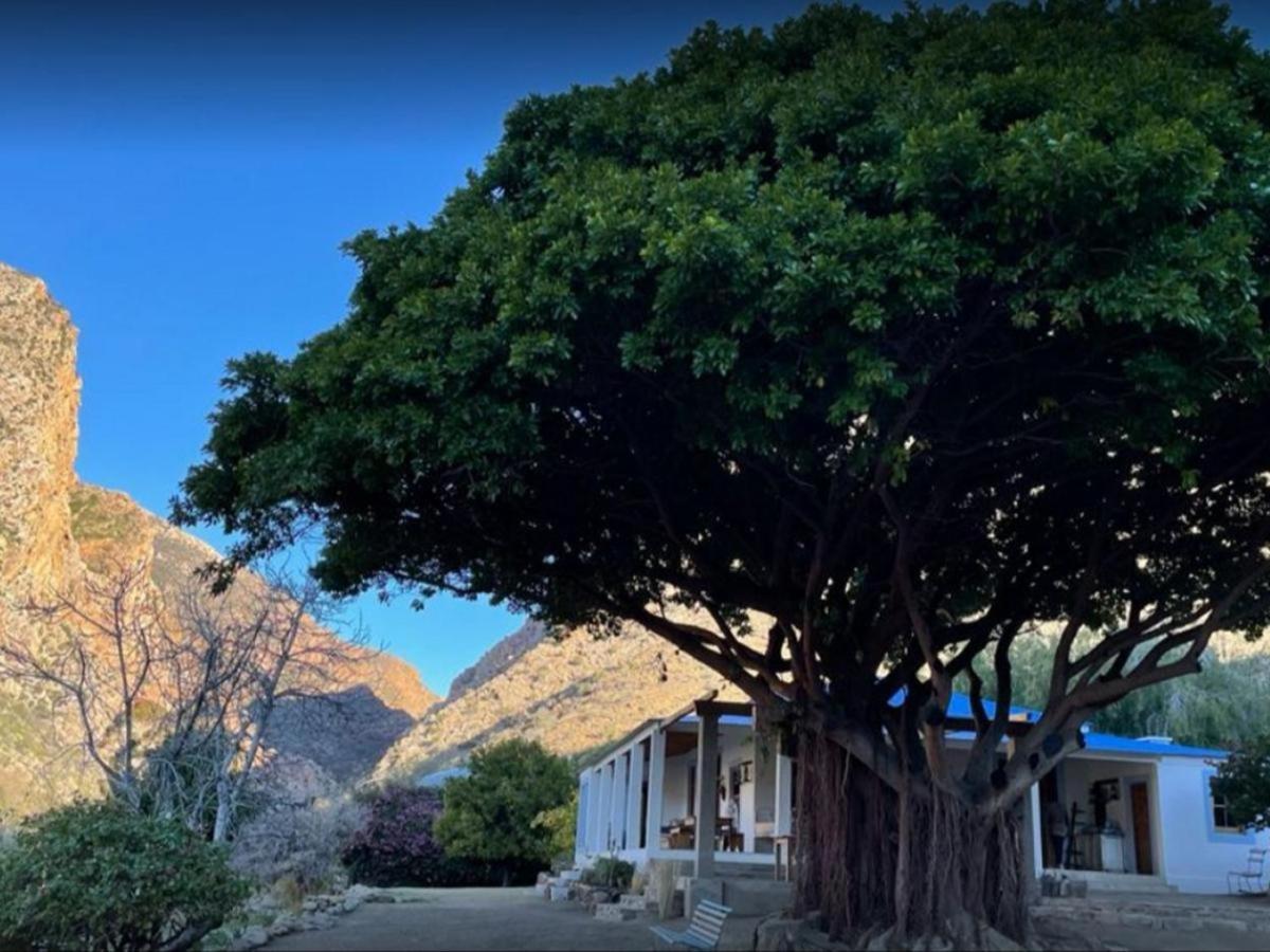 Weltevrede Fig Farm 7/13