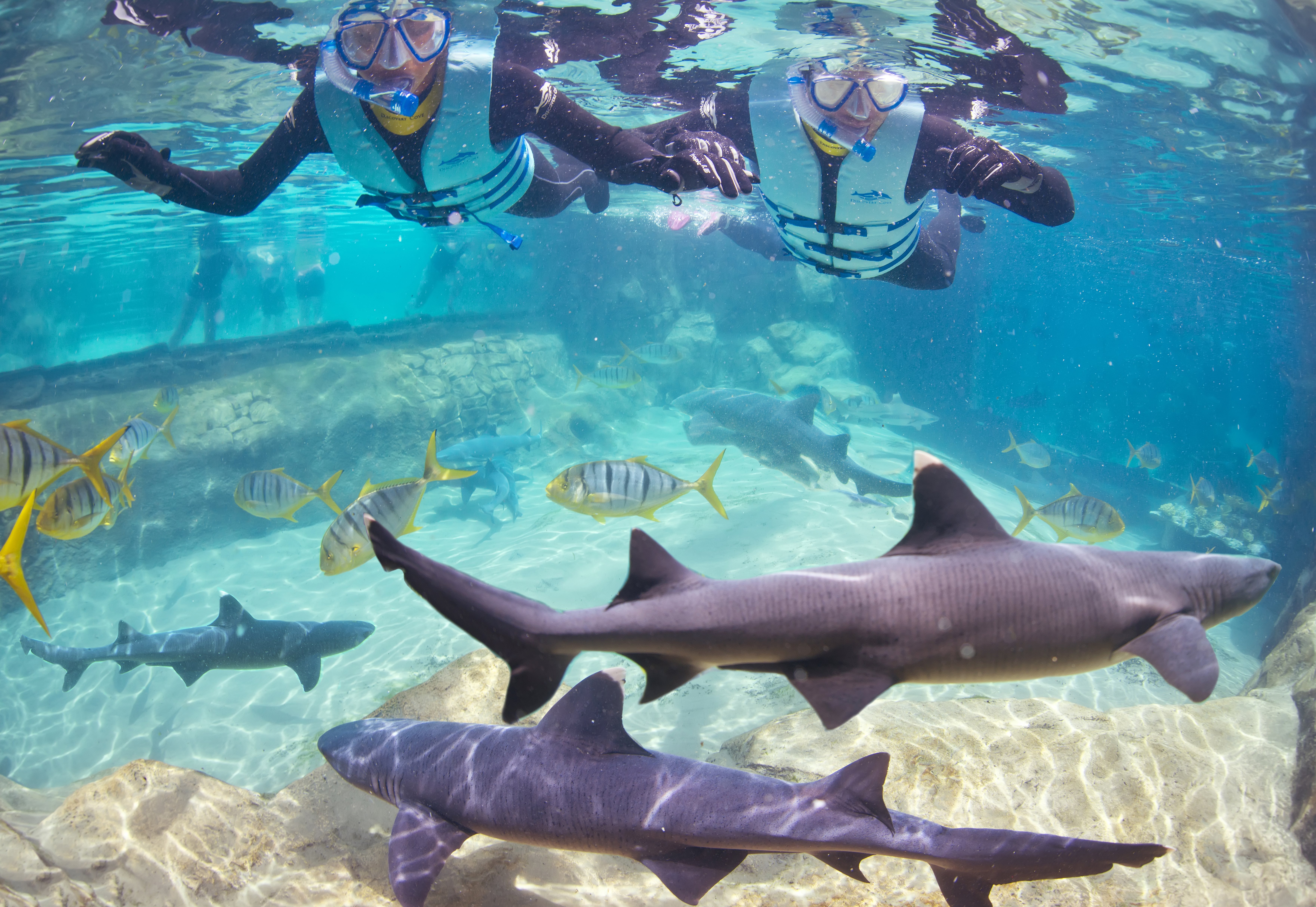 Staybridge Suites Orlando At Seaworld 40/50