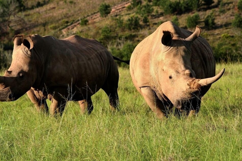 Botlierskop Private Game Reserve 77/83