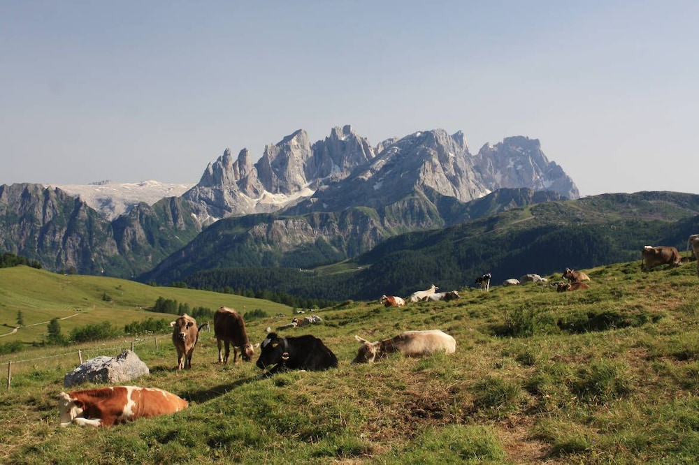Hotel Stella Alpina 7/39