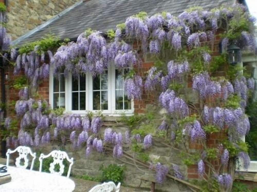 Blounts Court Farm - B&B 1/35