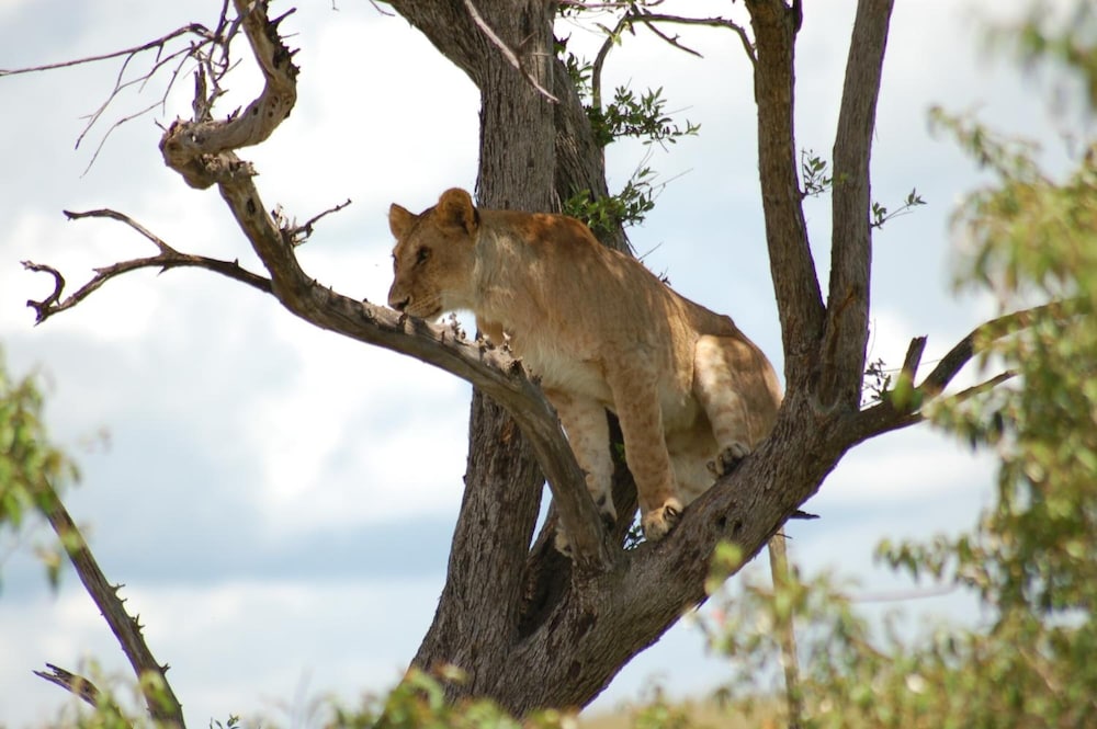 Mara Intrepids Tented Camp 41/49