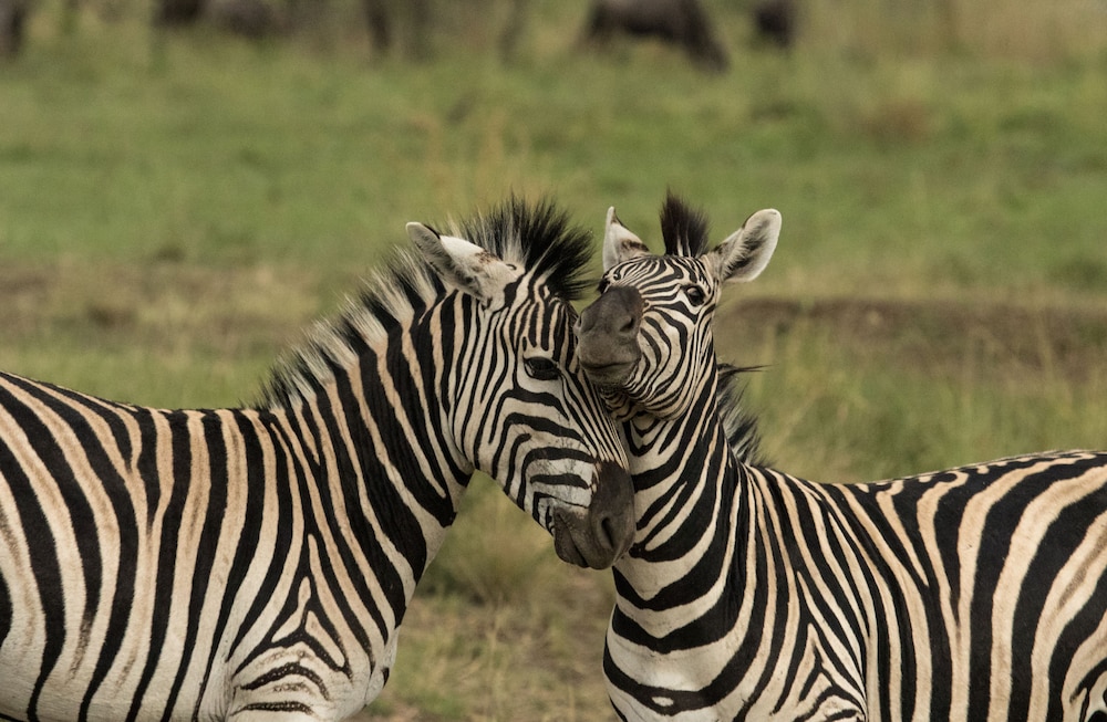 Nambiti Hills Private Game Lodge 48/50