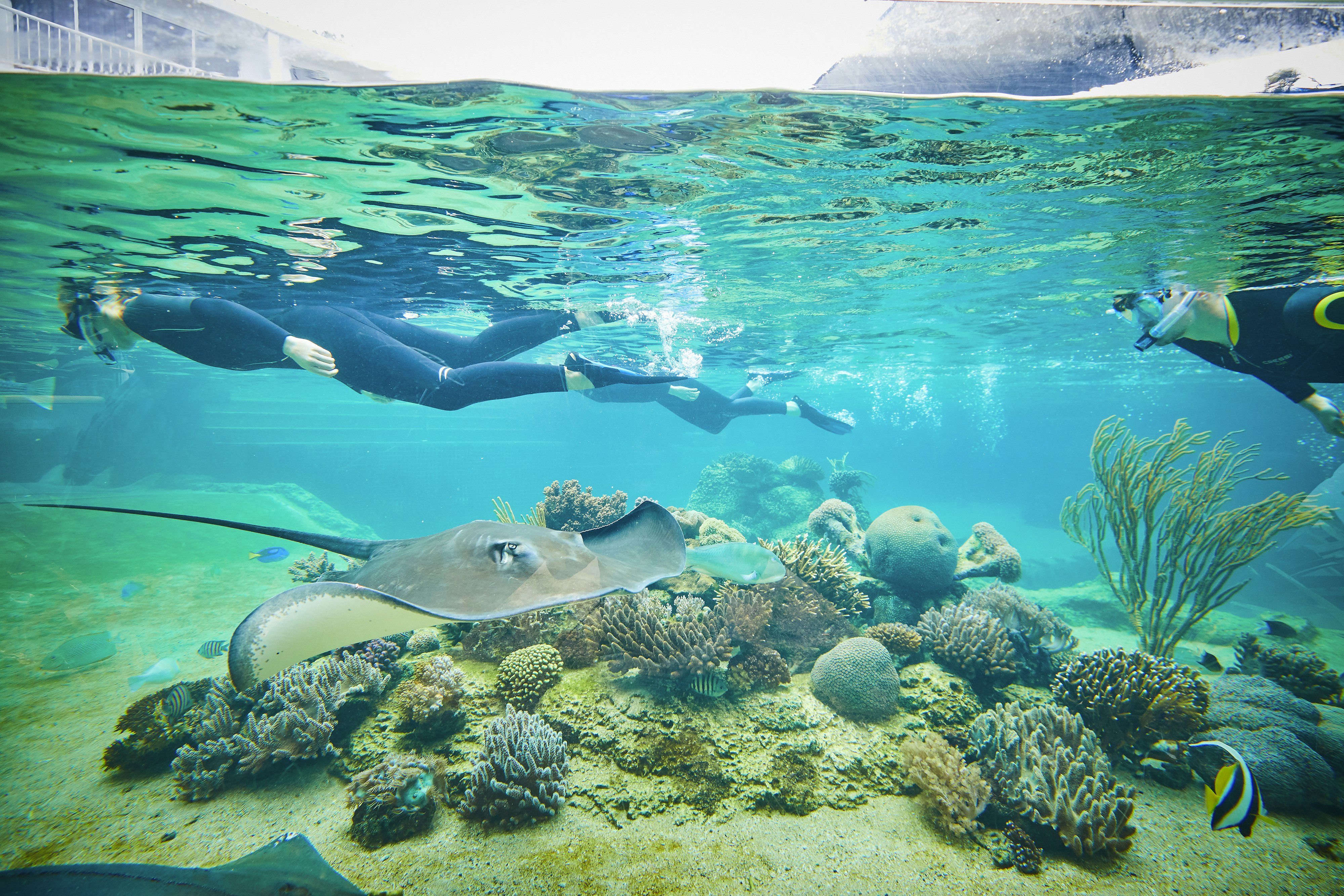 Daydream Island Resort and Living Reef 25/34