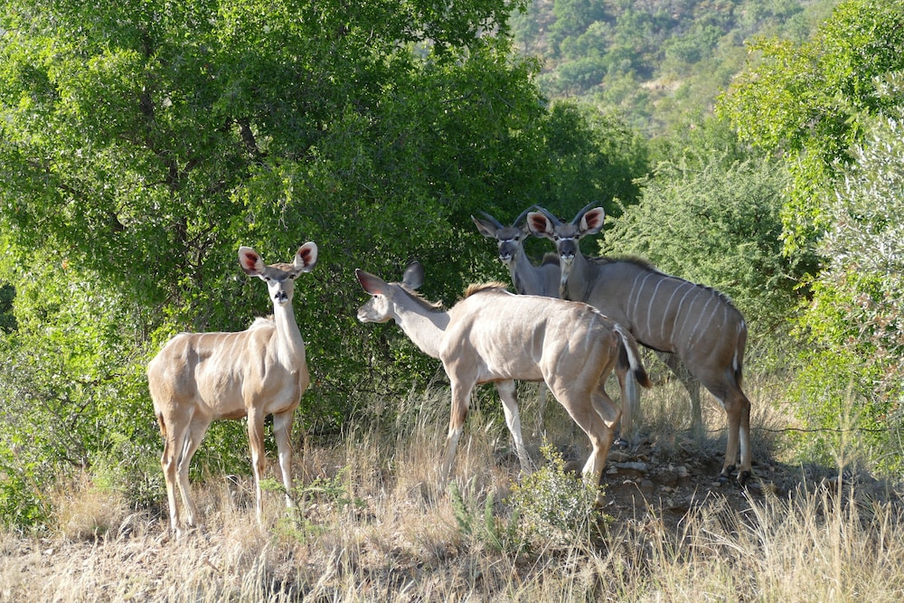 Morokolo Safari Lodge 27/82
