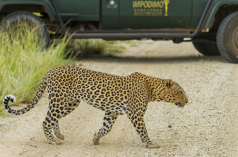 Impodimo Game Lodge 28/32