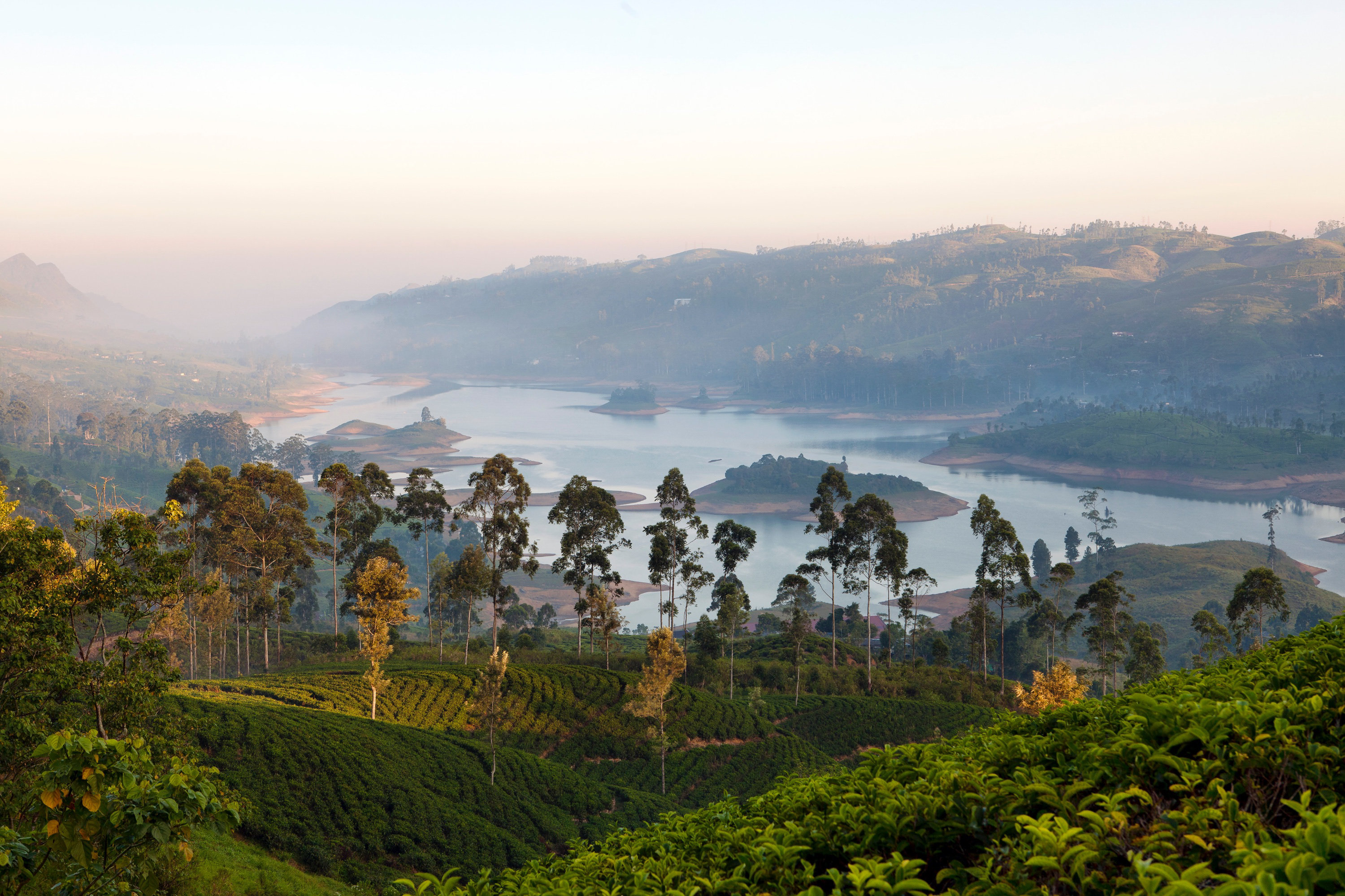 Tea Trails 18/43