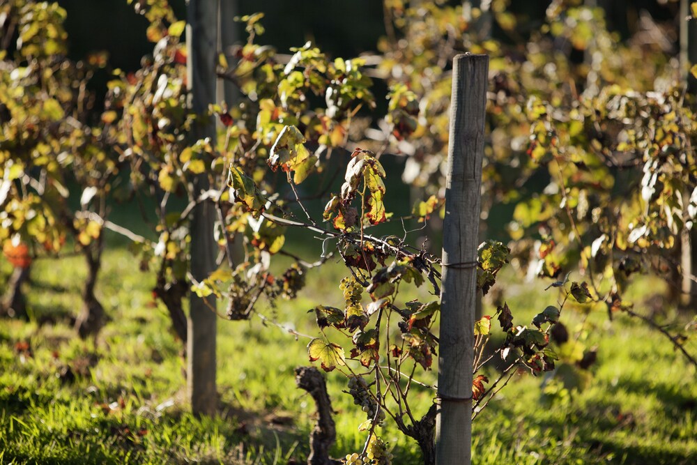 Ibis Budget Pouilly En Auxois 44/46