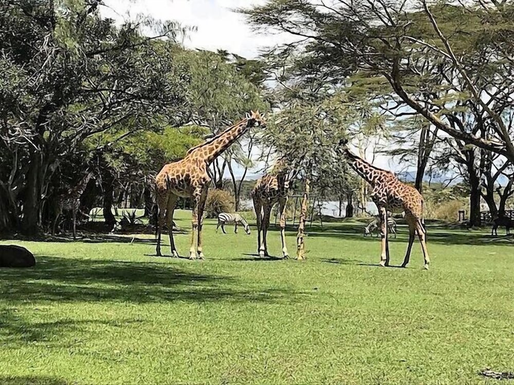 Muthu Lake Naivasha Country Club, Naivasha 24/46