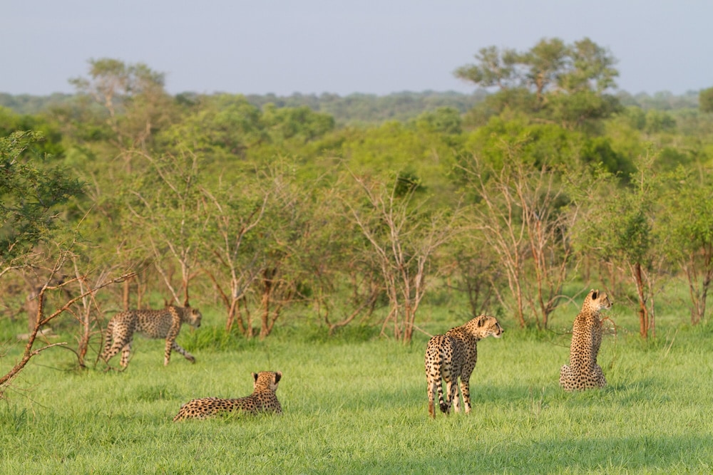 Buffelshoek Tented Camp 23/35